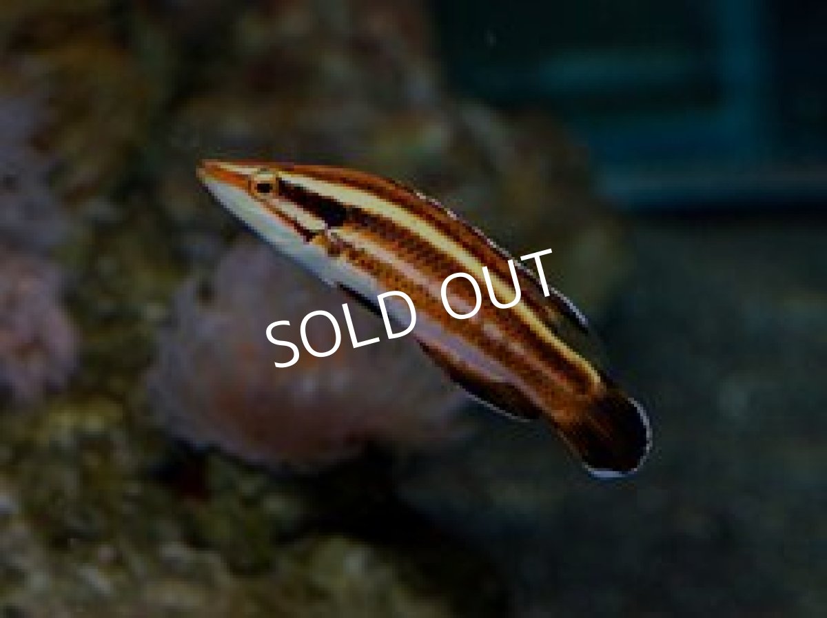 画像2: シキツネベラ (2)