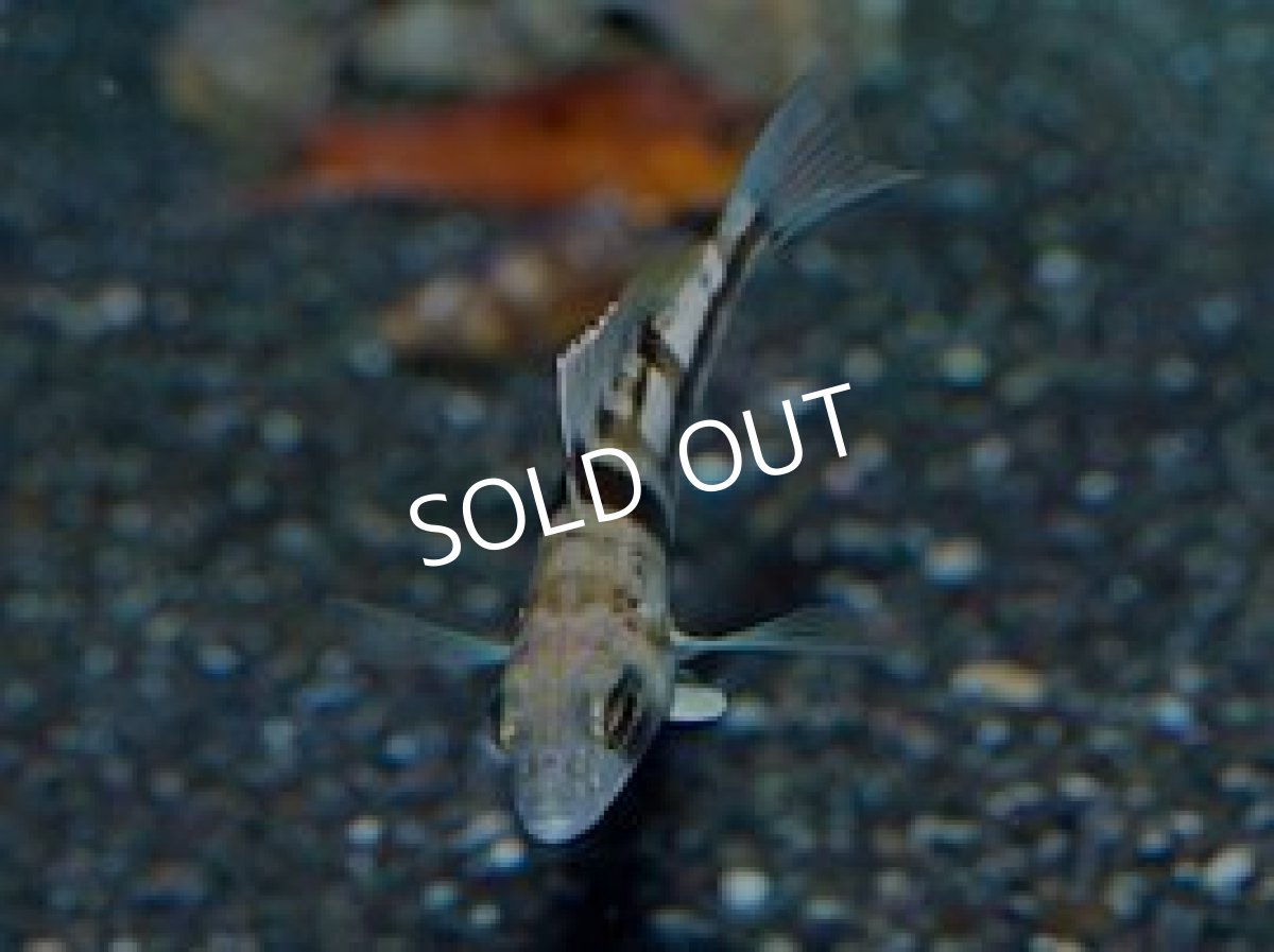 画像3: タトラーバスレット (3)