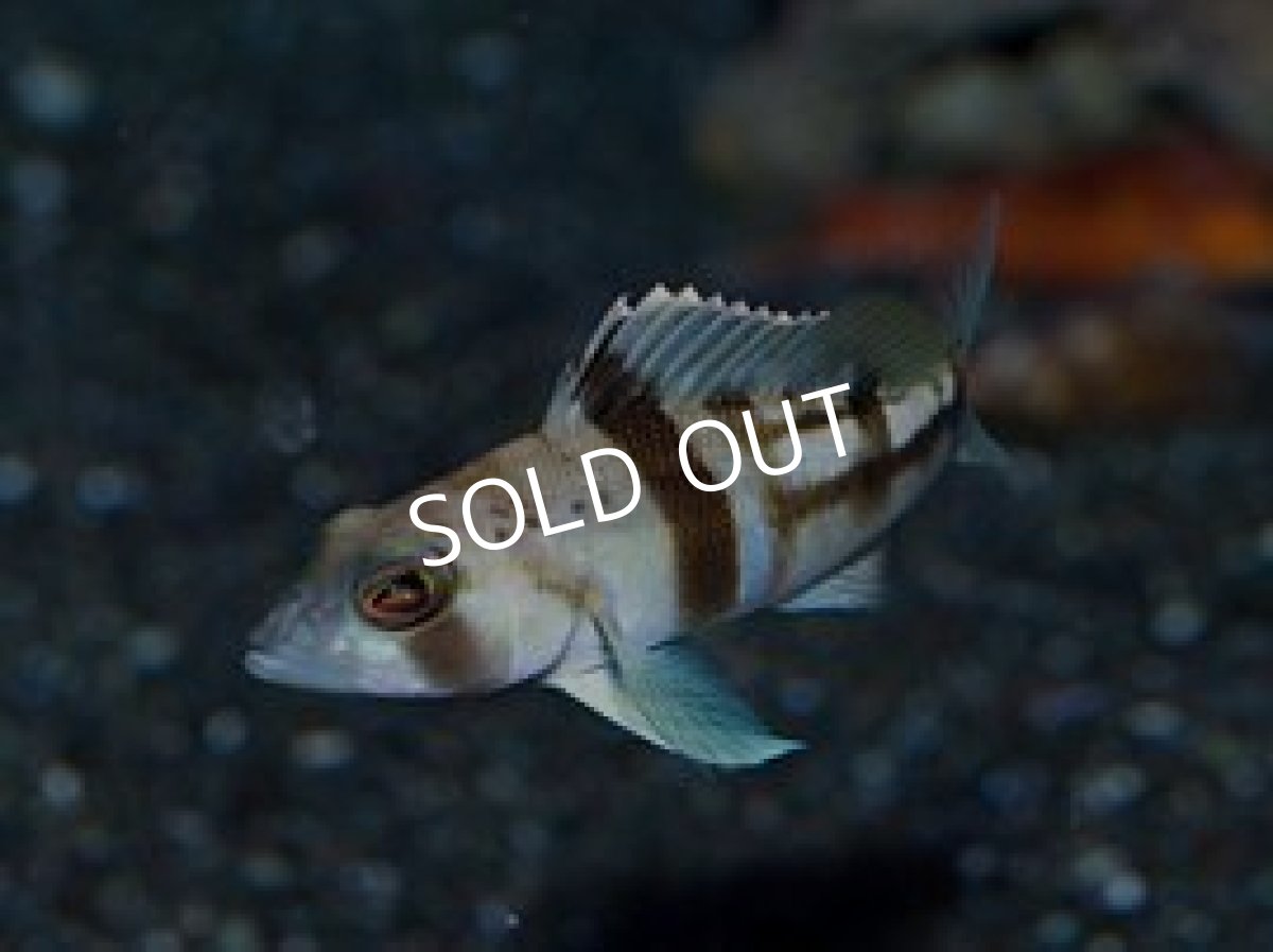 画像2: タトラーバスレット (2)