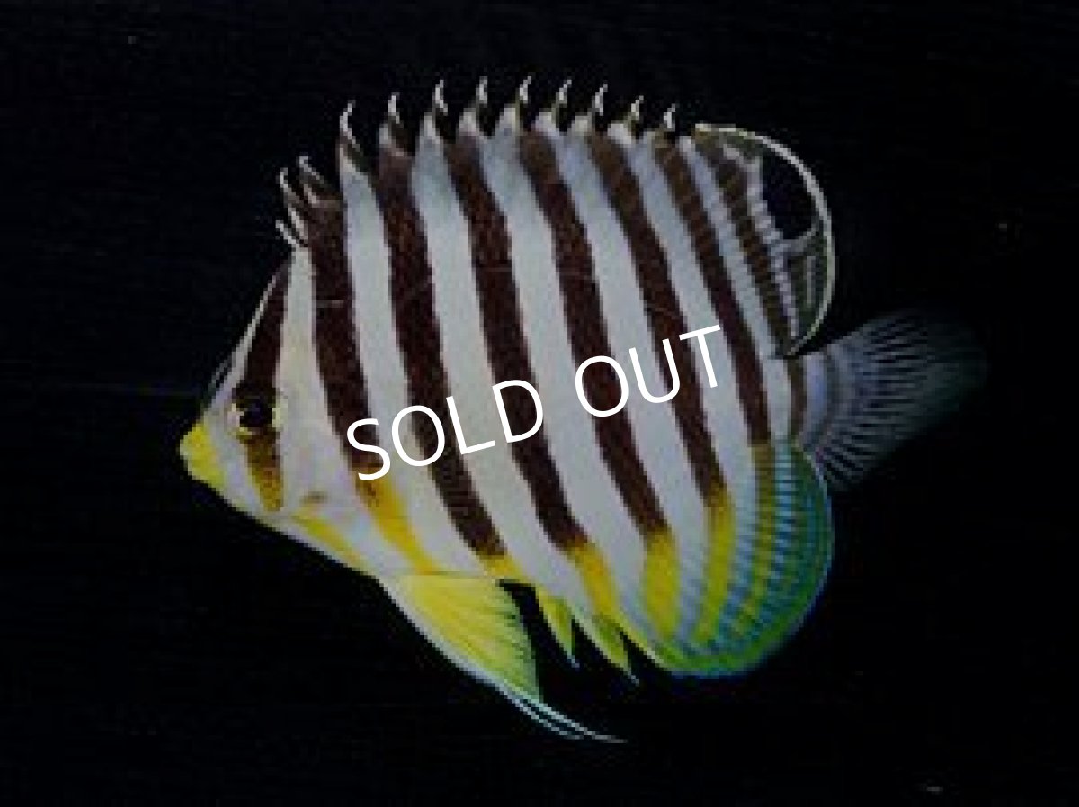 画像2: マーシャル産 シマヤッコ (2)