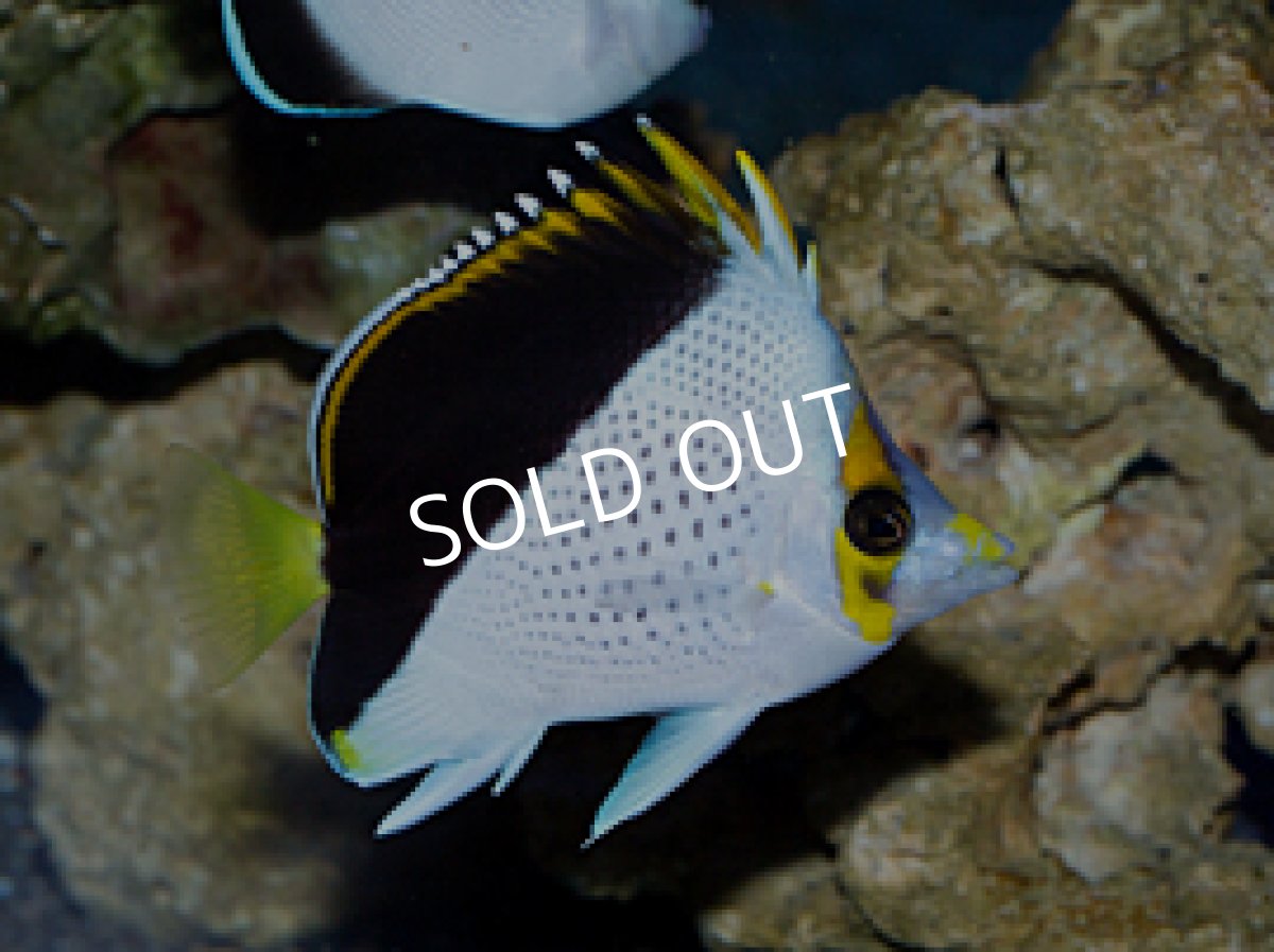 画像2: ティンカーズバタフライ ペア (2)