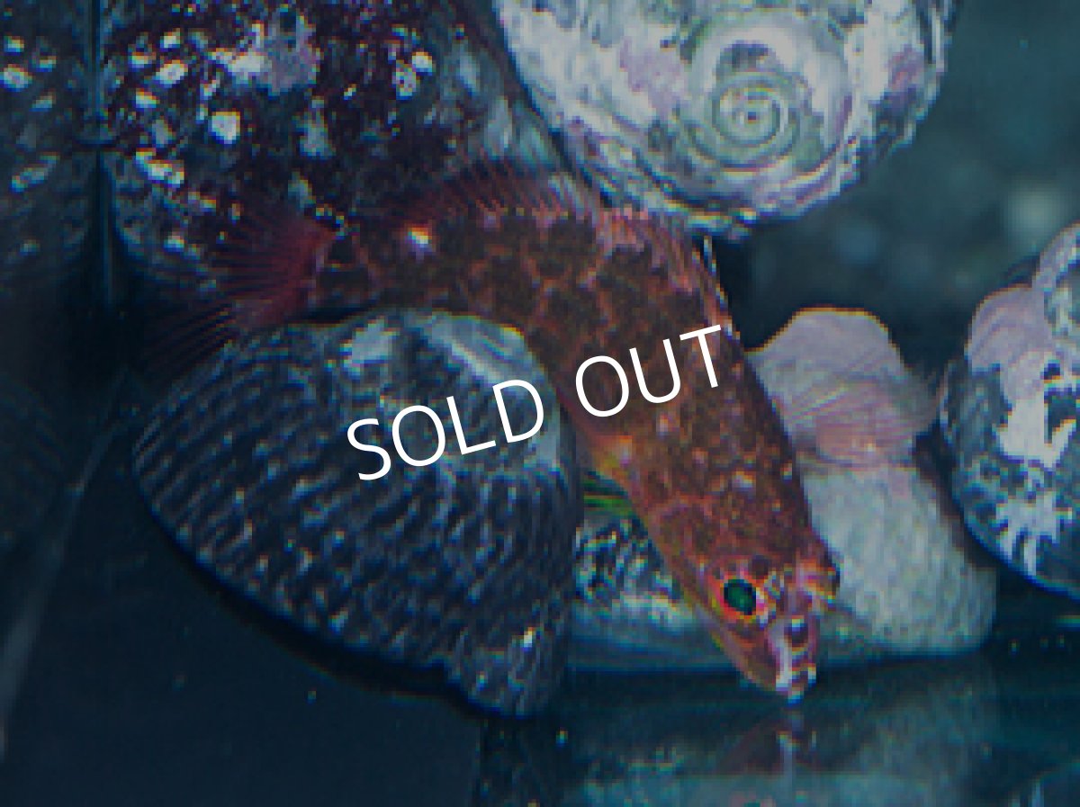 画像2: 八重山産 イズハナダイの一種 (2)