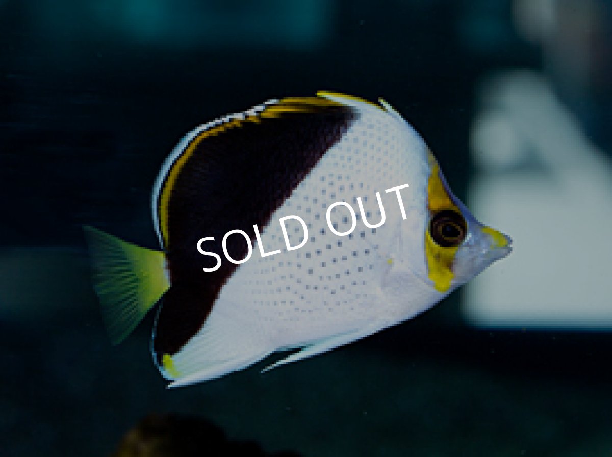 画像3: ティンカーズバタフライ ペア (3)