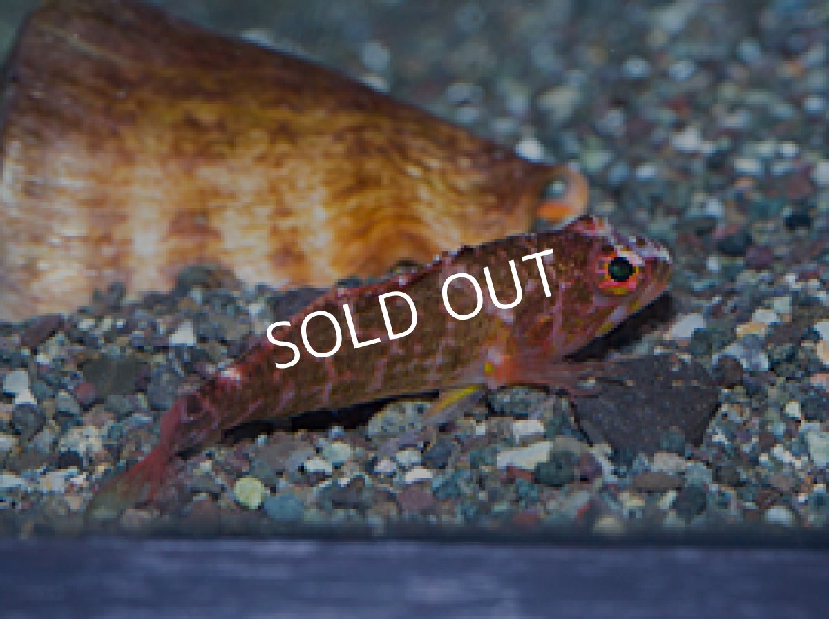 画像3: 八重山産 イズハナダイの一種 (3)