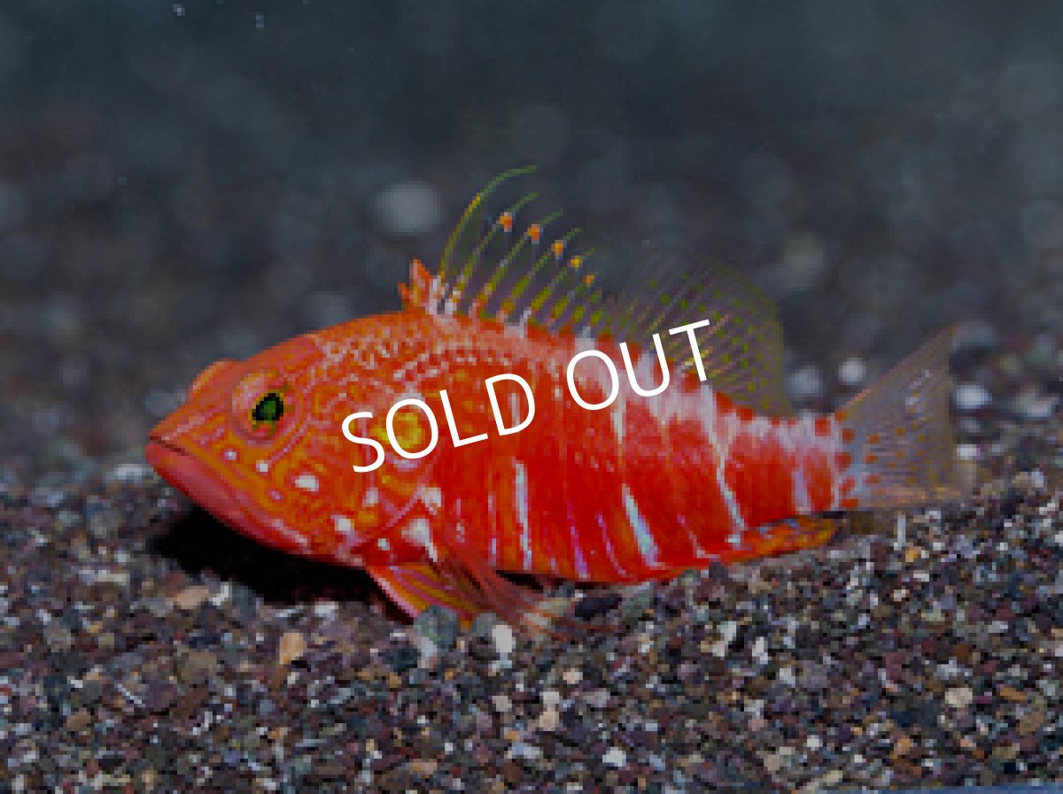 画像2: オシャレハナダイ　Plectranthias pelicieri　 (2)