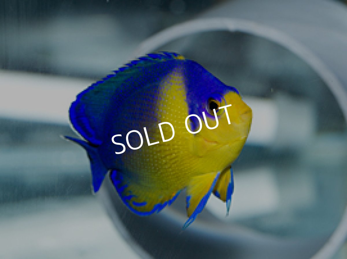 画像2: 八重山産 スミレヤッコ  ML (2)