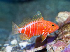 画像1: オシャレハナダイ　Plectranthias pelicieri　 (1)