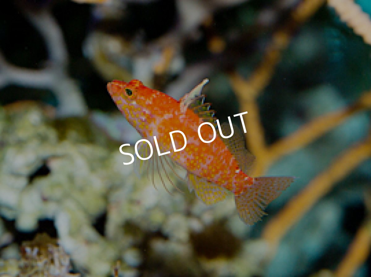 画像2: チゴハナダイ S (2)