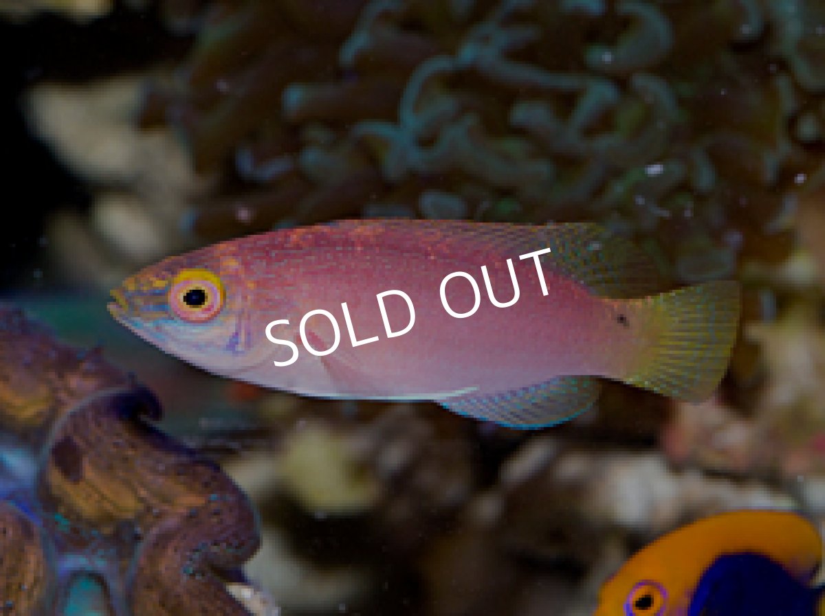 画像2: バヌアツ産 パイルズフェアリーラス ペア (2)