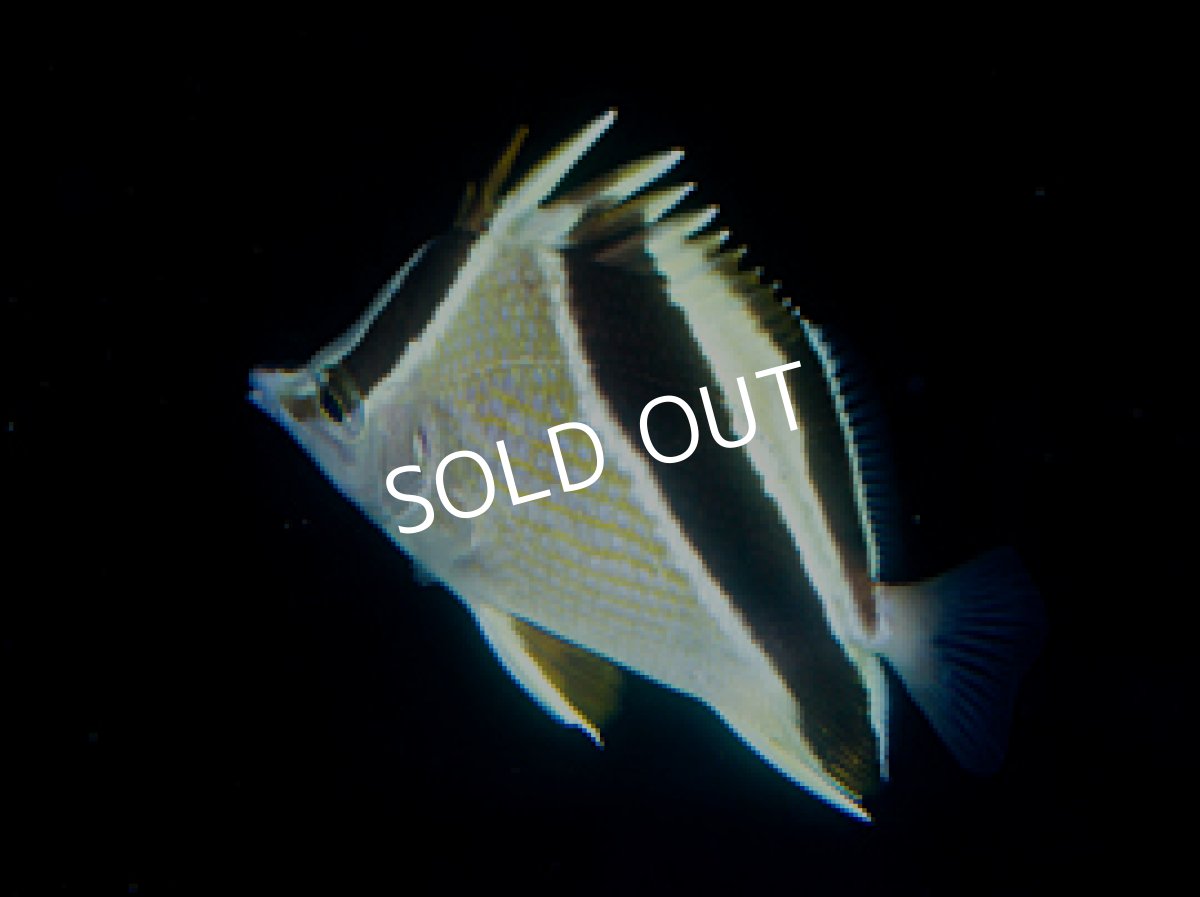 画像2: ギアナバタフライフィッシュ (2)