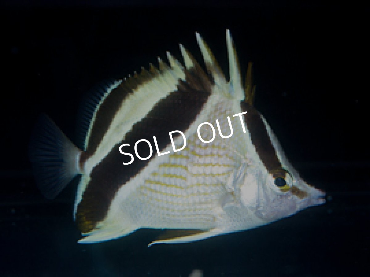 画像3: ギアナバタフライフィッシュ (3)