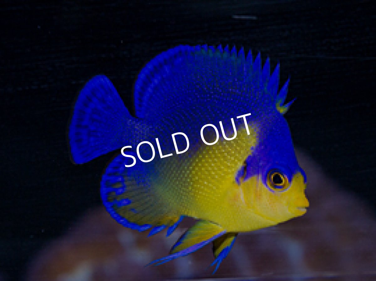 画像2: 八重山産 スミレヤッコ M　Ｎｏ１ (2)