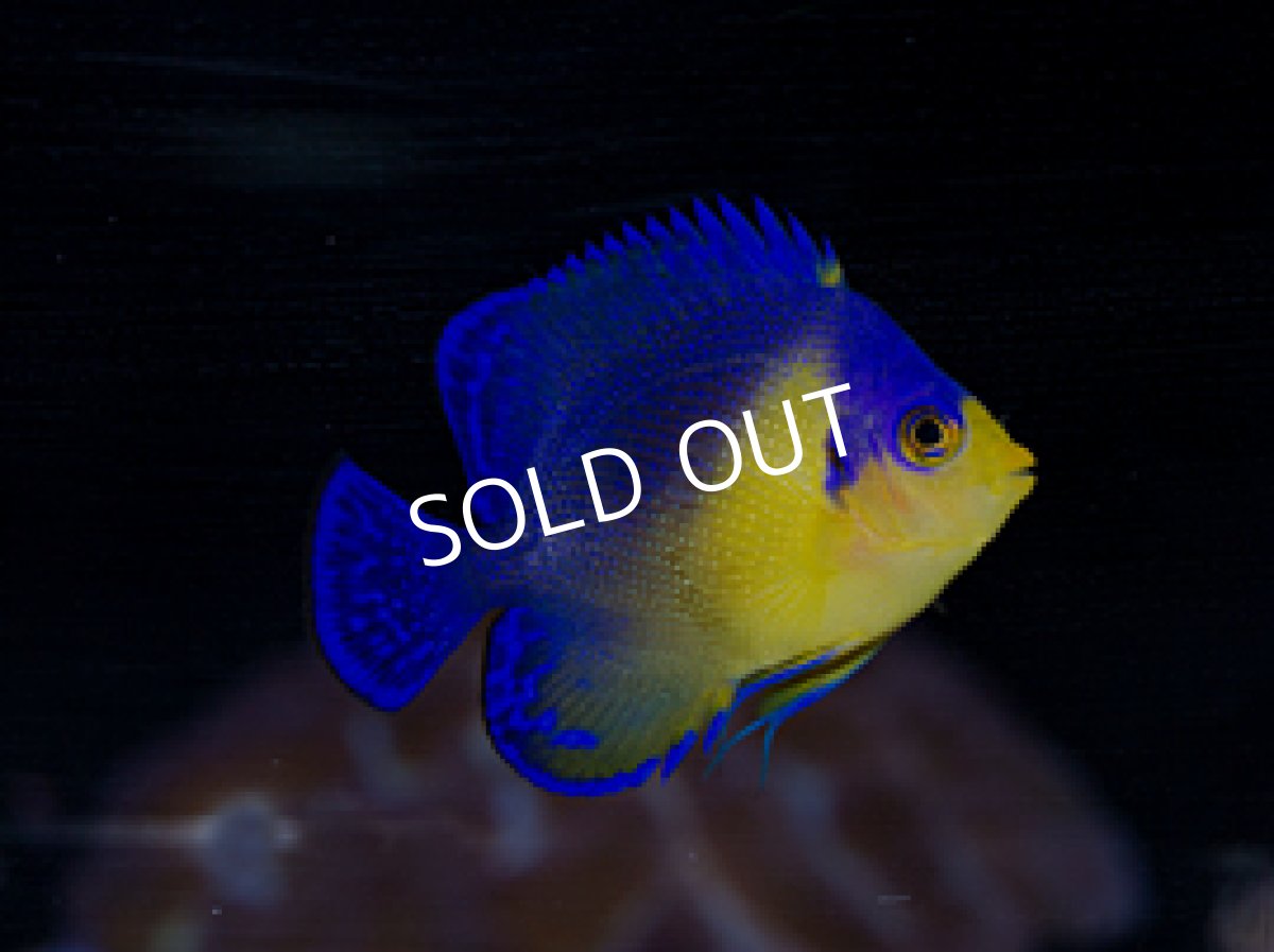 画像2: 八重山産 スミレヤッコ M No.2 (2)