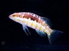 画像1: オレンジバックバスレット　ペア Serranus annularis (1)