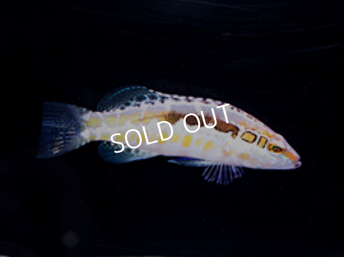 画像2: オレンジバックバスレット ペア Serranus annularis (2)