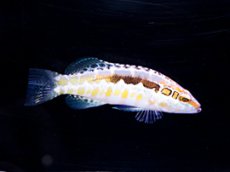 画像2: オレンジバックバスレット　ペア Serranus annularis (2)