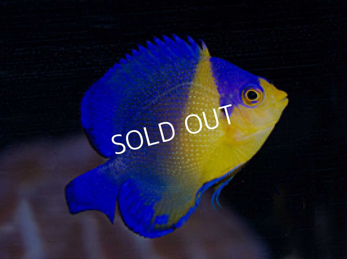 画像2: 八重山産 スミレヤッコ  SM (2)