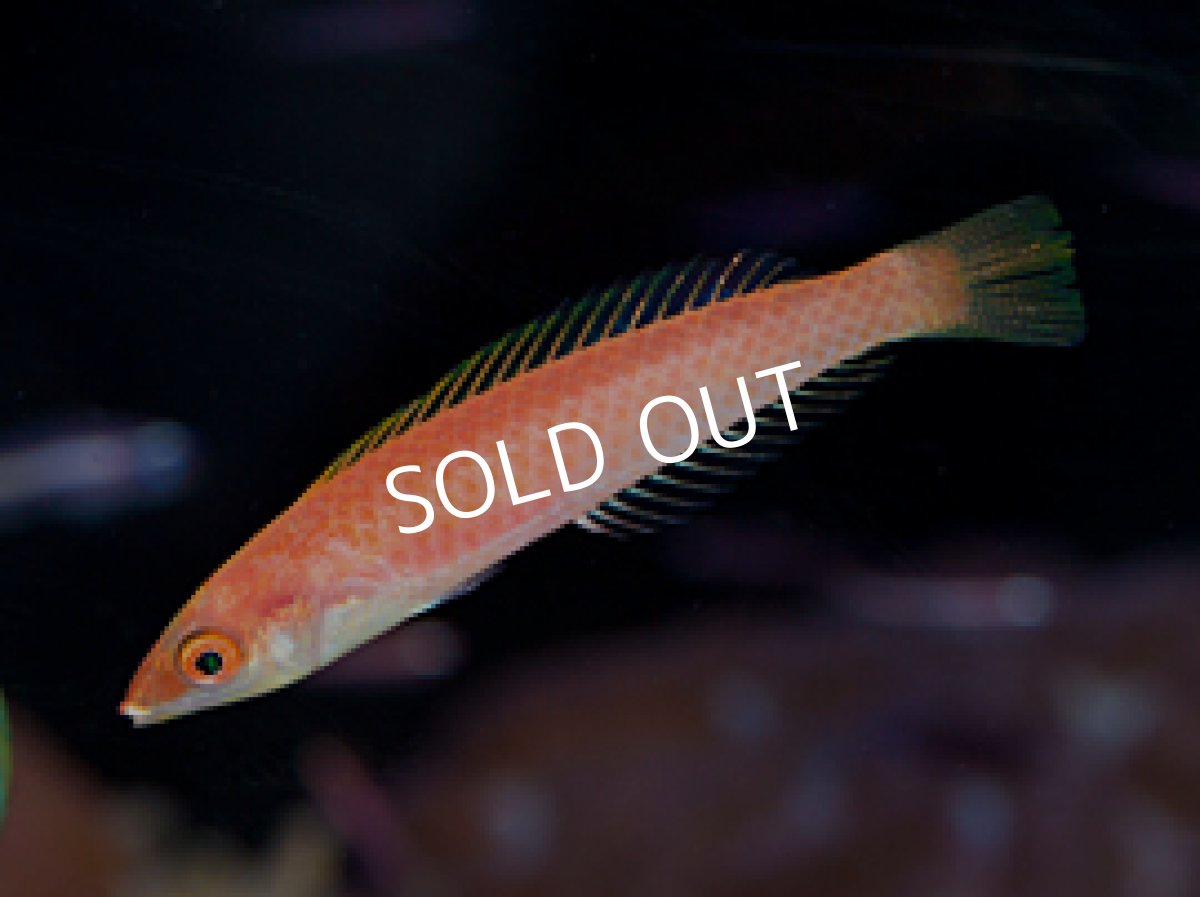 画像2: バヌアツ産 スミツキオグロベラ ♂、♀ (2)