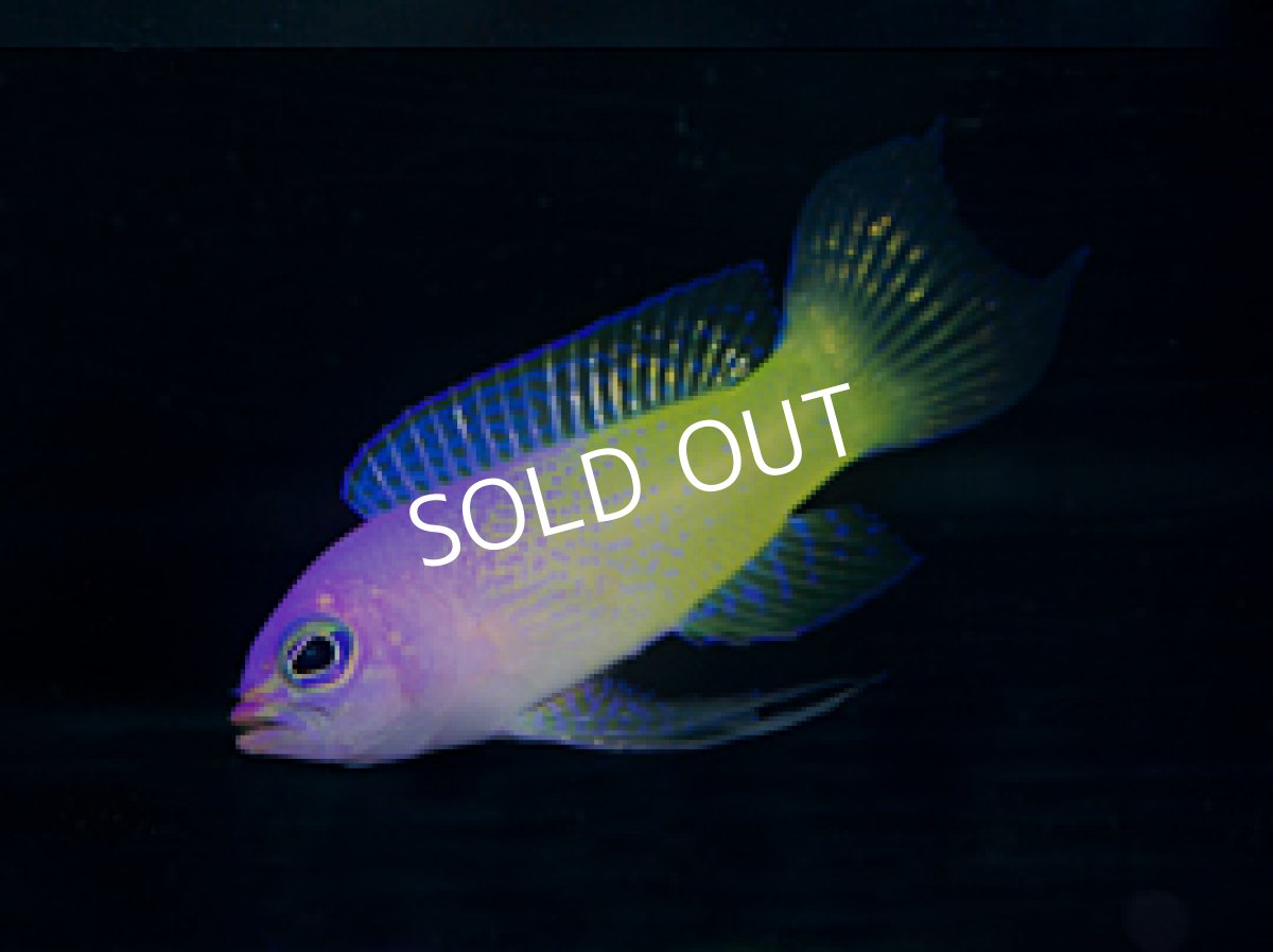 画像2: バイカラーバスレット Lipogramma klay (2)