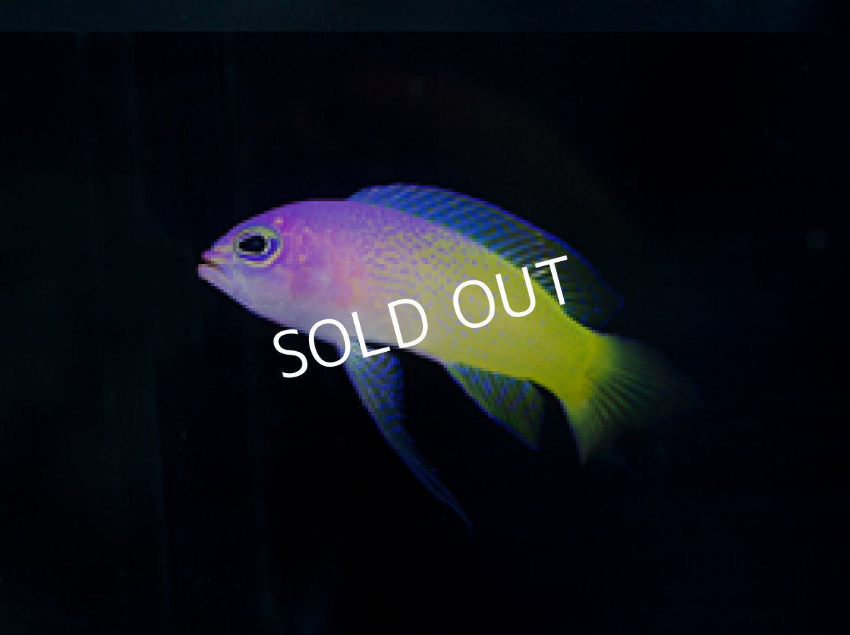 画像3: バイカラーバスレット Lipogramma klay (3)