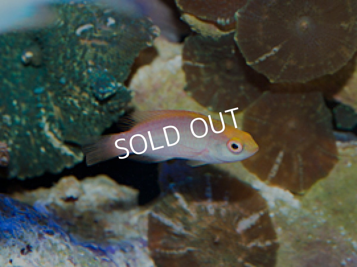 画像2: バヌアツ産ベニヒレイトヒキベラ ♂♀ (2)