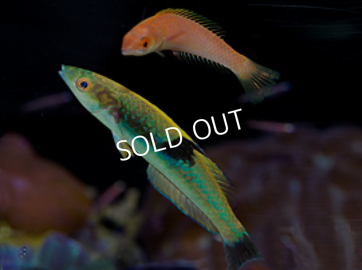 画像3: バヌアツ産 スミツキオグロベラ ♂、♀ (3)