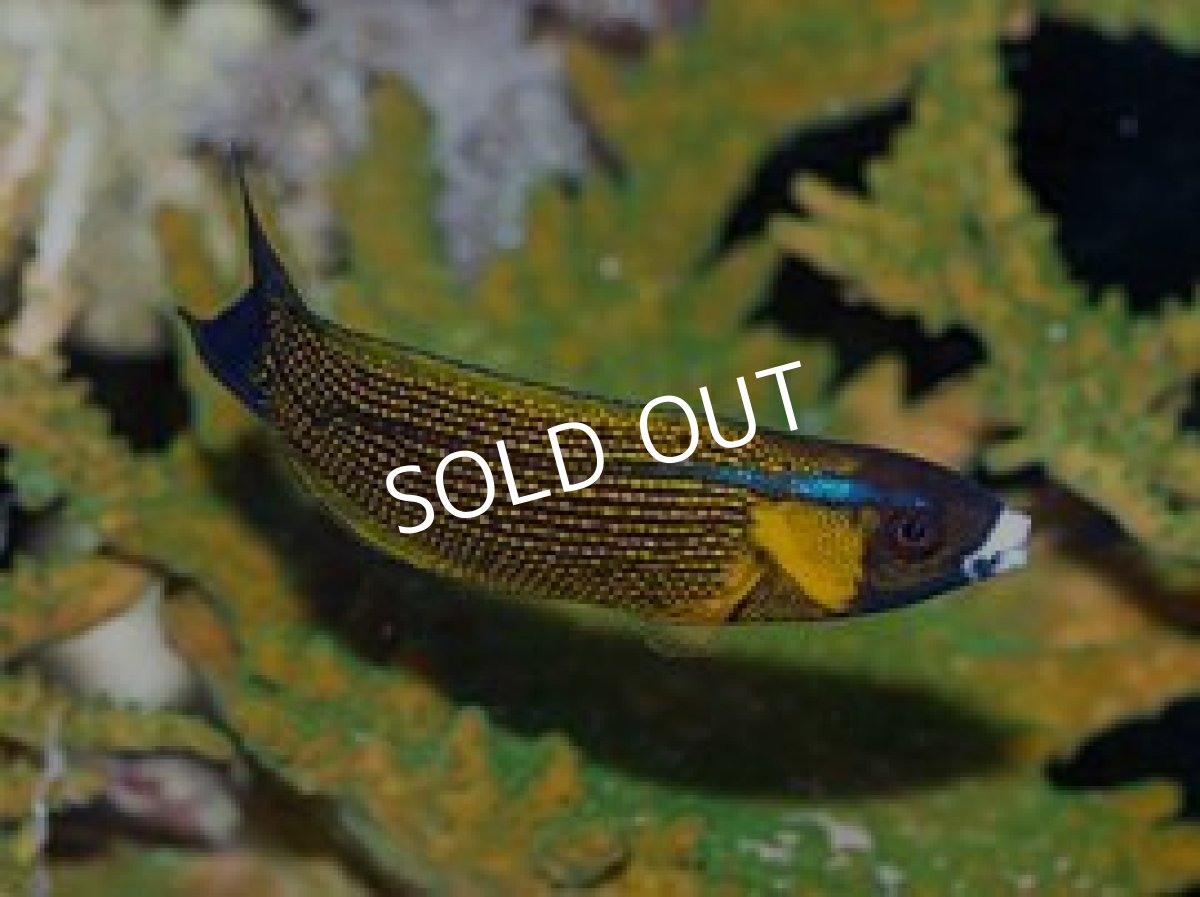 画像2: ゴールドフレークラス Labropsis polynesica (2)