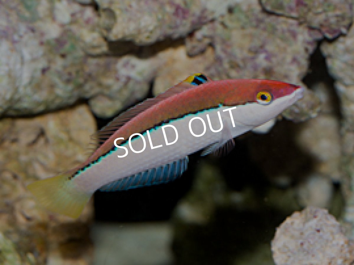 画像4: アタバイラス　♂♀　　Pseeudojuloides atavai (4)