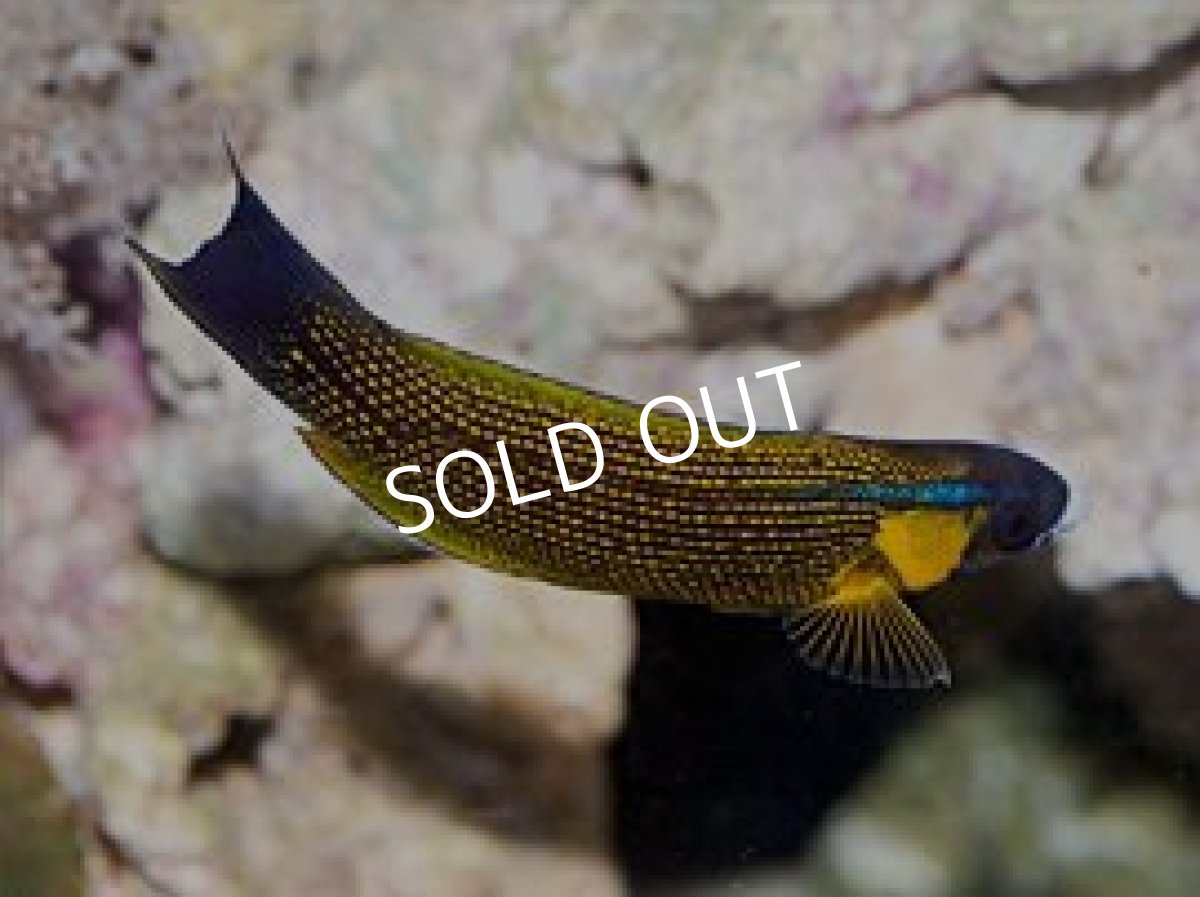 画像3: ゴールドフレークラス Labropsis polynesica (3)