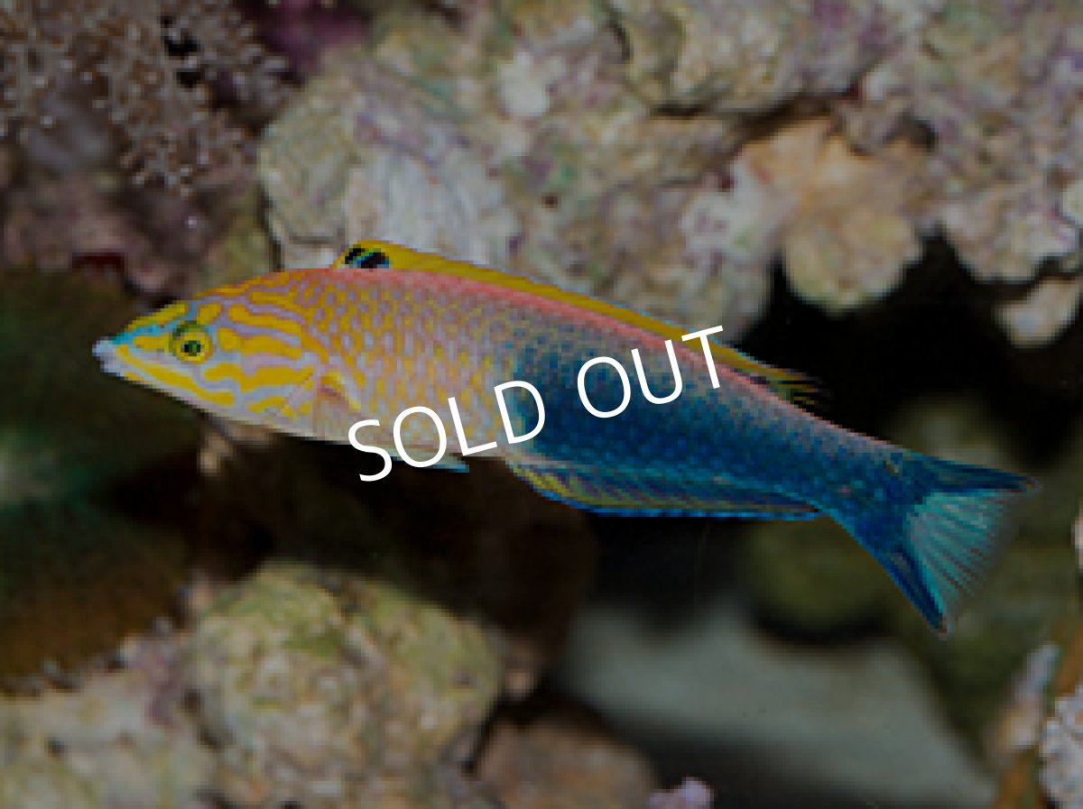 画像3: アタバイラス　♂♀　　Pseeudojuloides atavai (3)