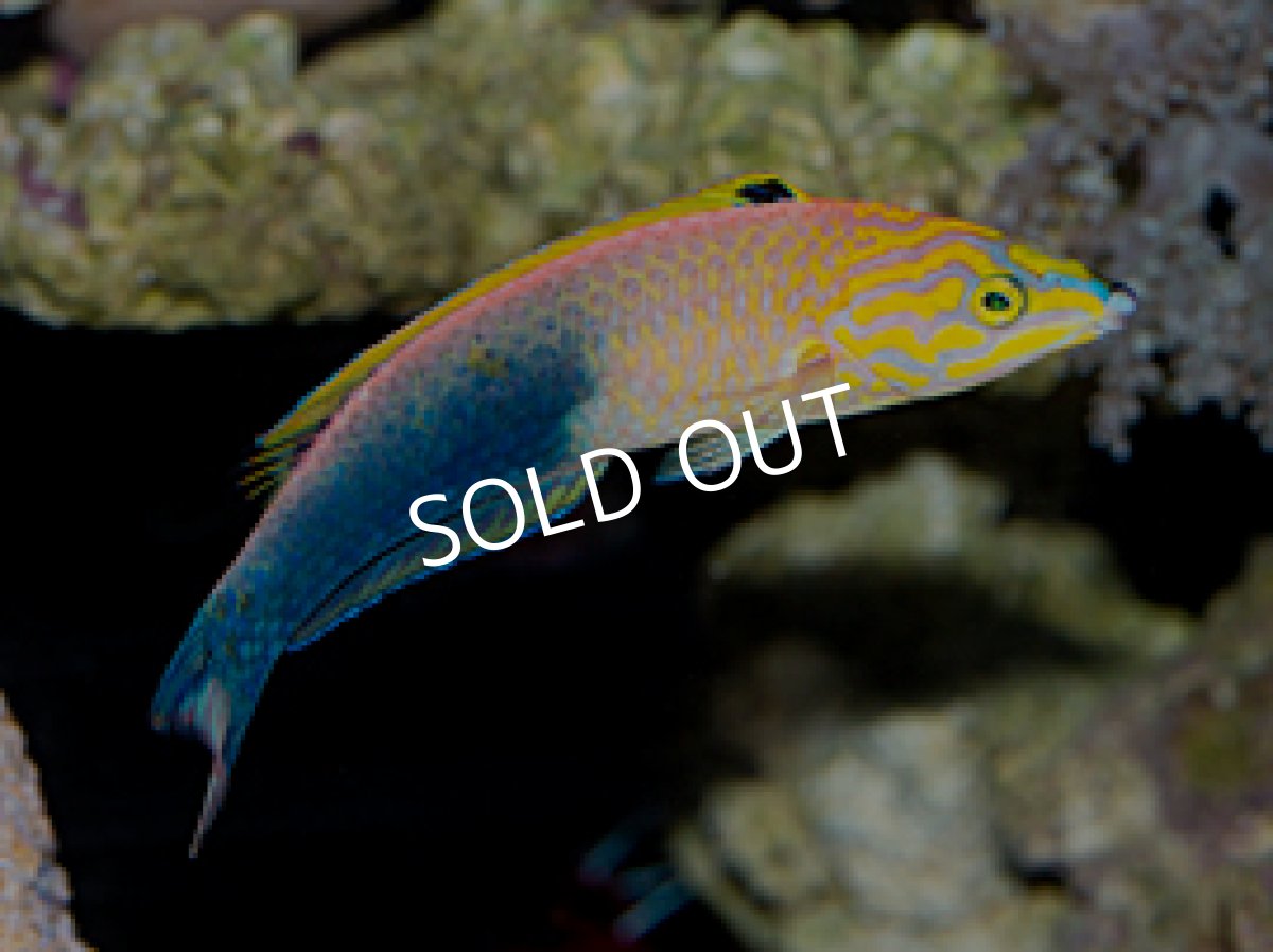 画像2: アタバイラス　♂♀　　Pseeudojuloides atavai (2)