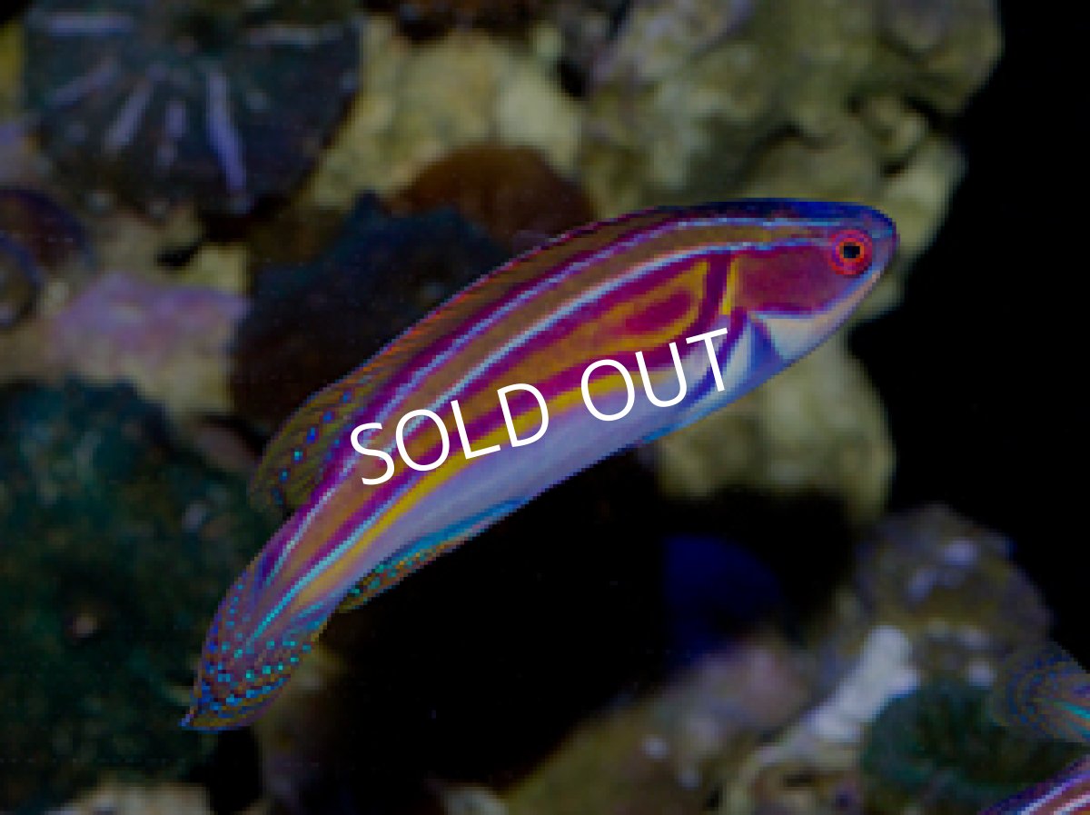 画像2: ニューカレドニア産 ラボウテッドラス   ML (2)