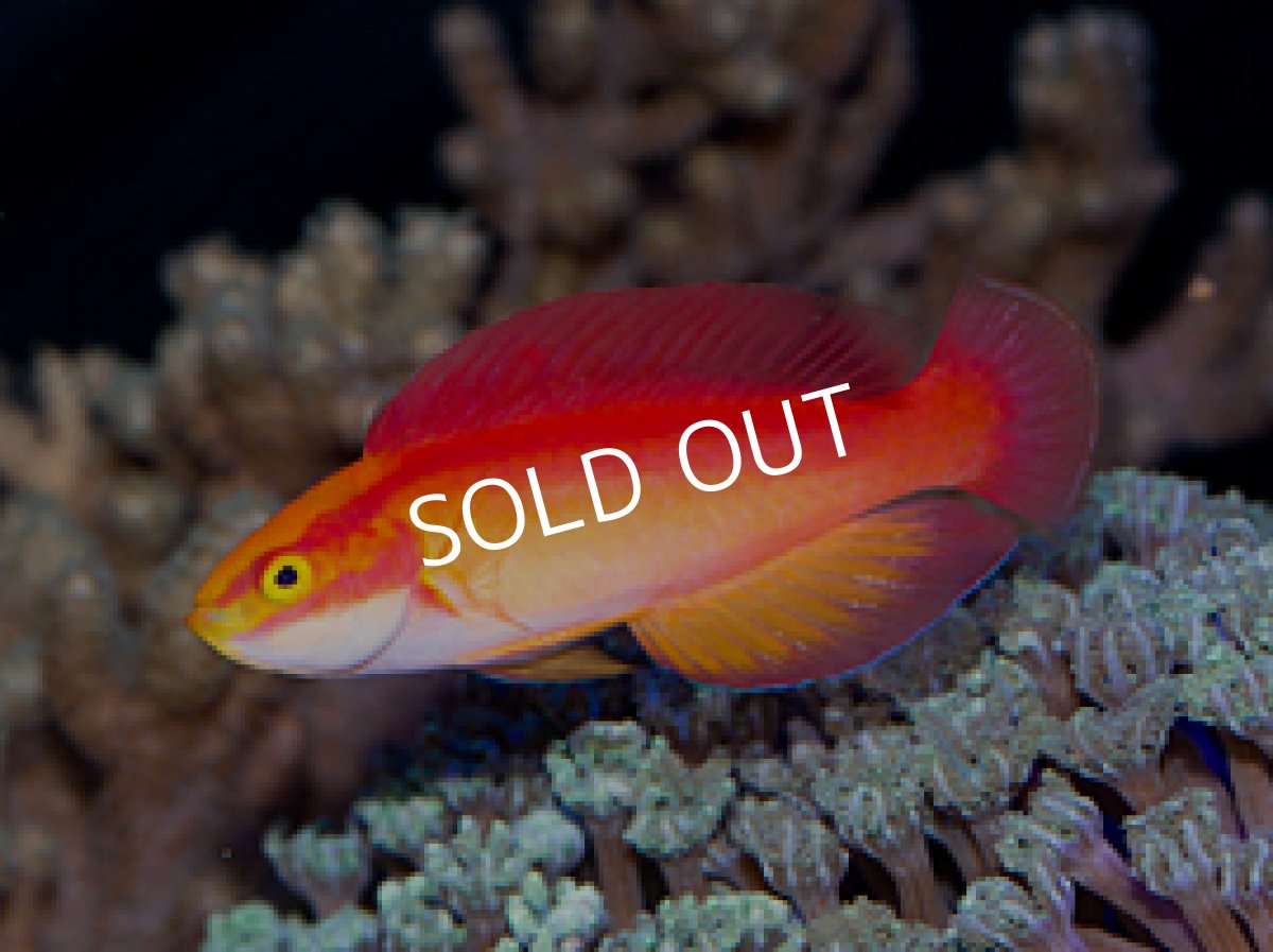 画像2: ハワイアンフレームラス ペア (2)