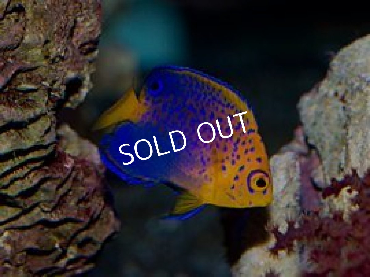 画像2: レンテンヤッコ　S (2)