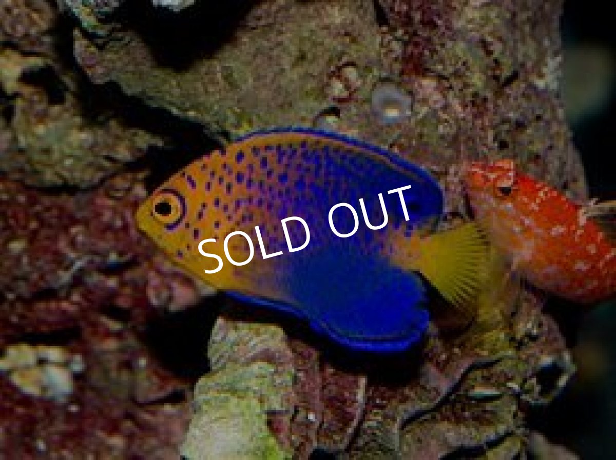 画像3: レンテンヤッコ　S (3)