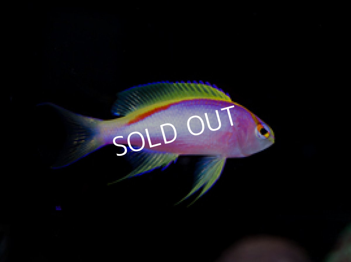 画像2: クック産 ベントラリスアンティアス トリオ (2)