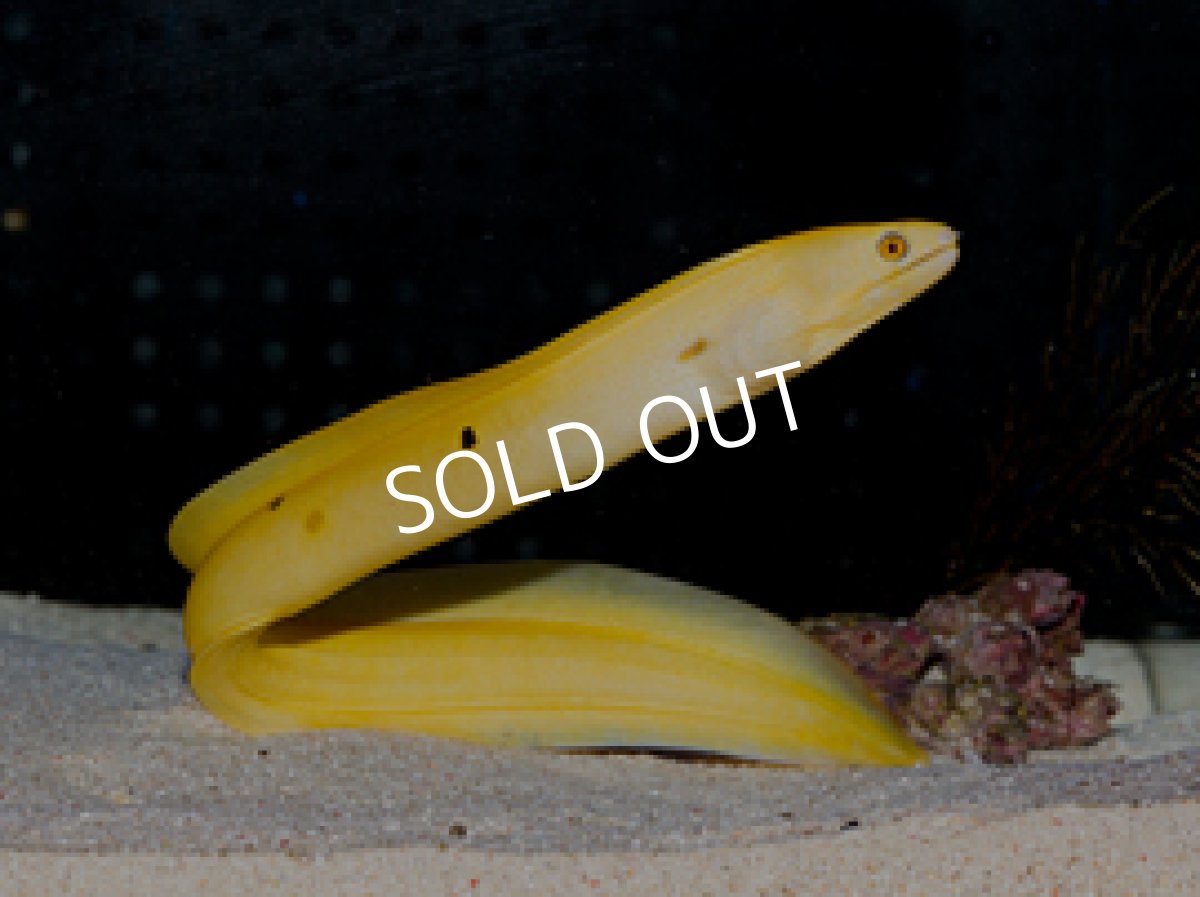 画像2: ゴールデンソリッドモレイ (2)