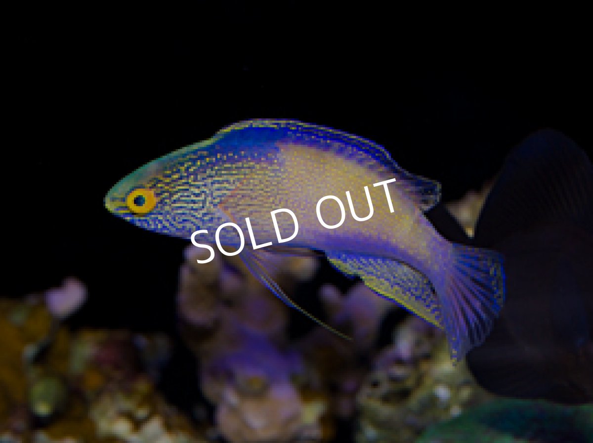 画像2: ローンボイドフェアリーラス ペア (2)