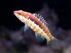 画像1: オレンジバックバスレット　Serranus annularis (1)