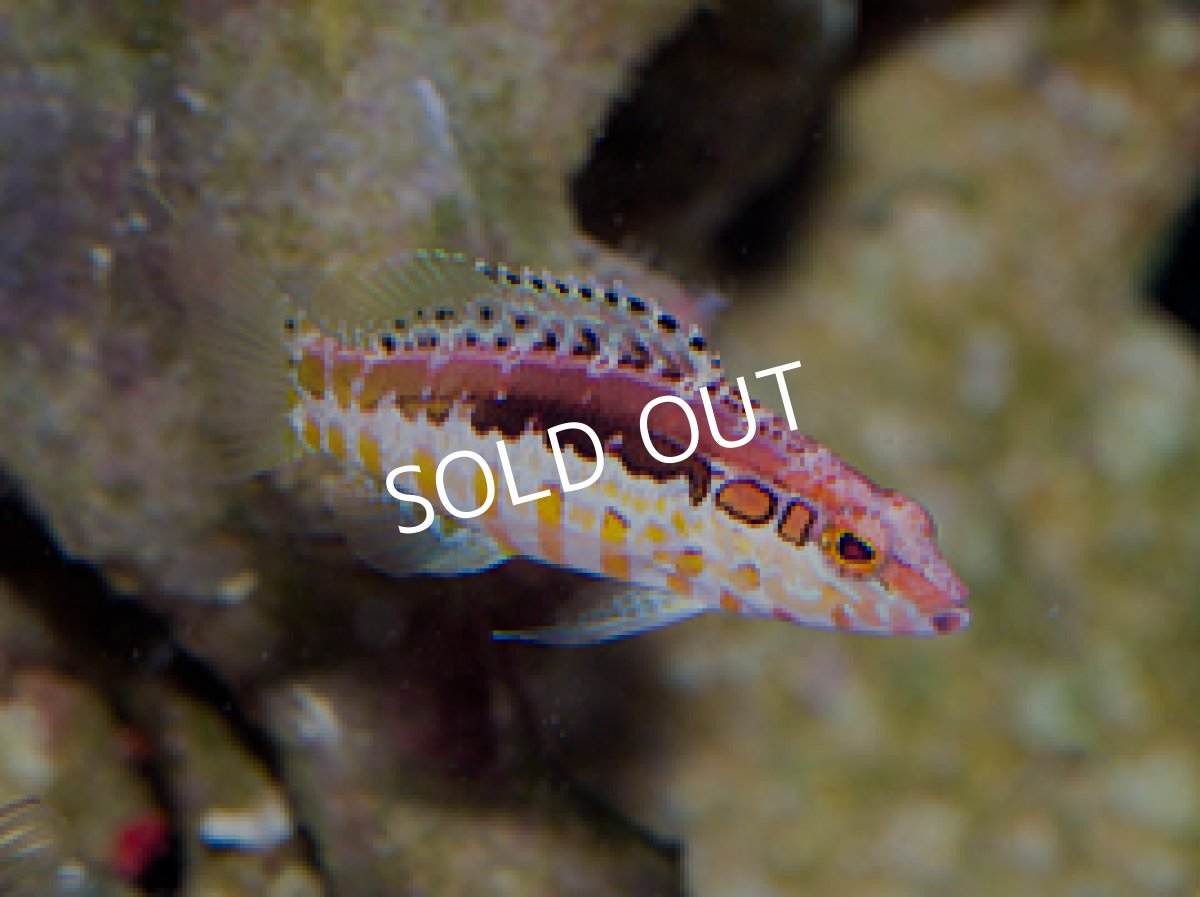 画像3: オレンジバックバスレット Serranus annularis (3)