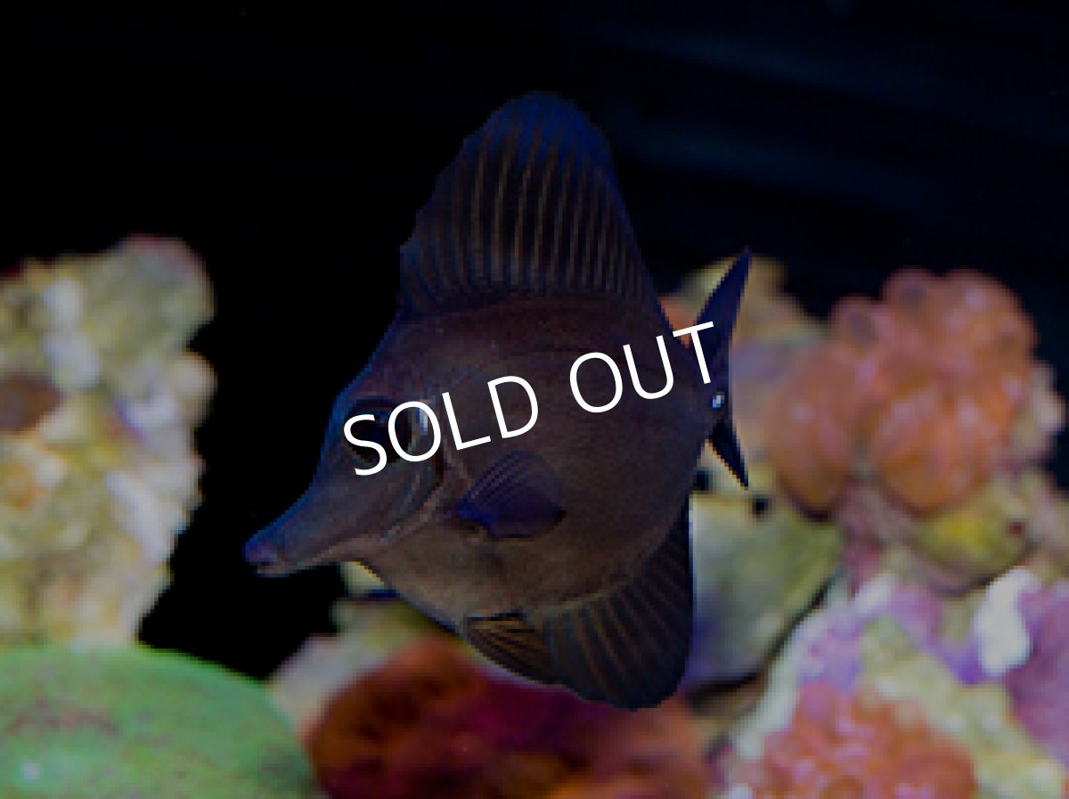 画像2: ロングノーズブラックタン Zebrasoma rostratum (2)