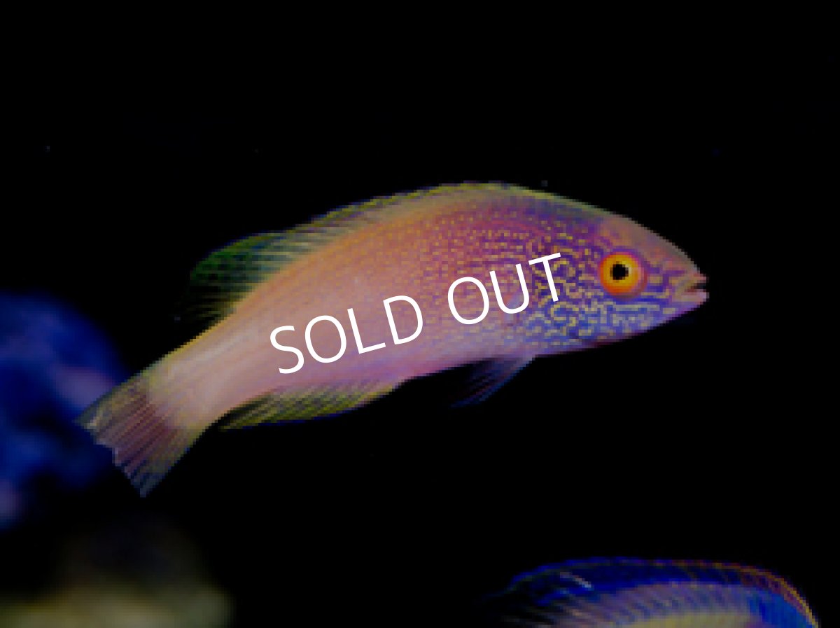 画像2: ローンボイドフェアリーラス　ペア (2)