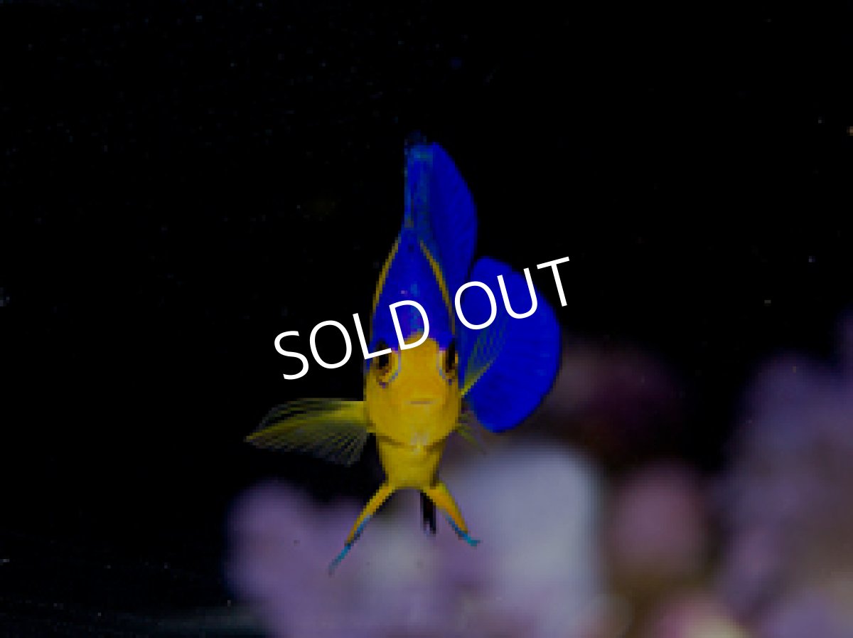 画像2: 八重山産 スミレヤッコ SM  (2)