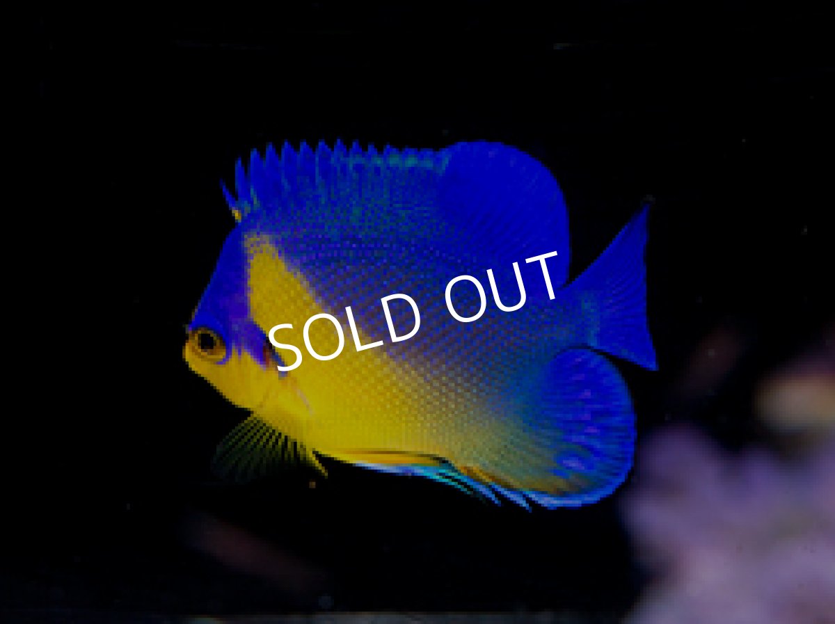 画像2: 八重山産 スミレヤッコ SM  (2)