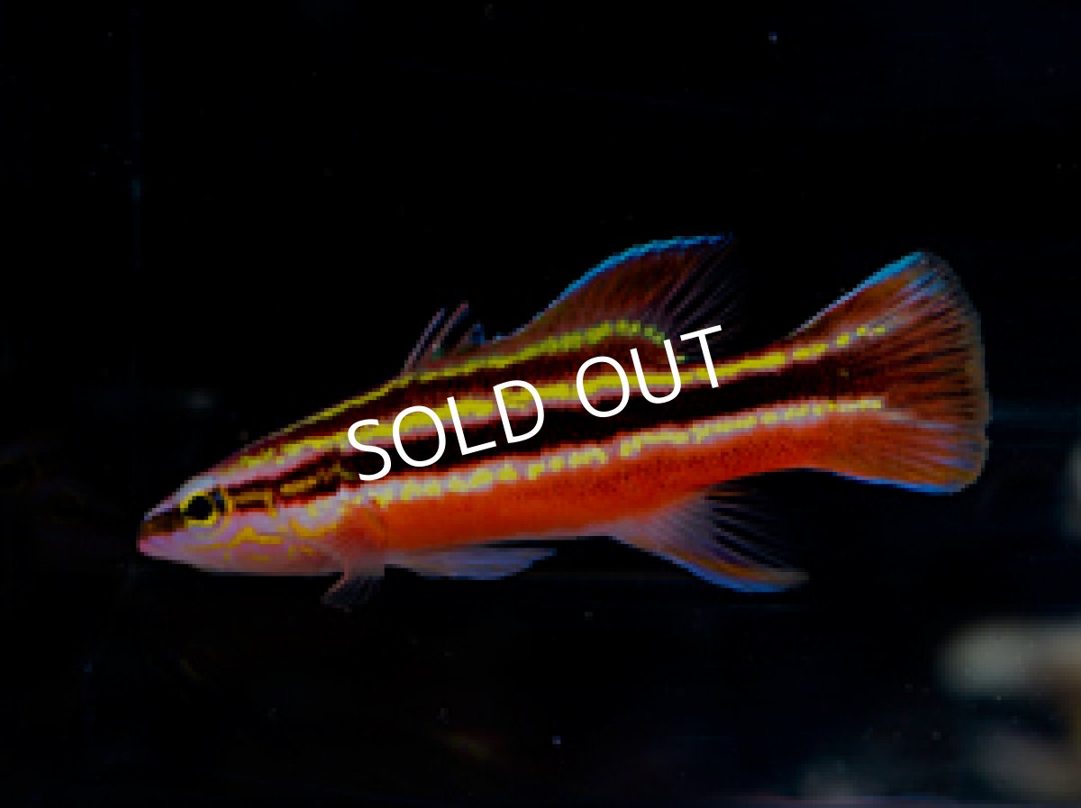 画像2: レインボーバスレット (2)