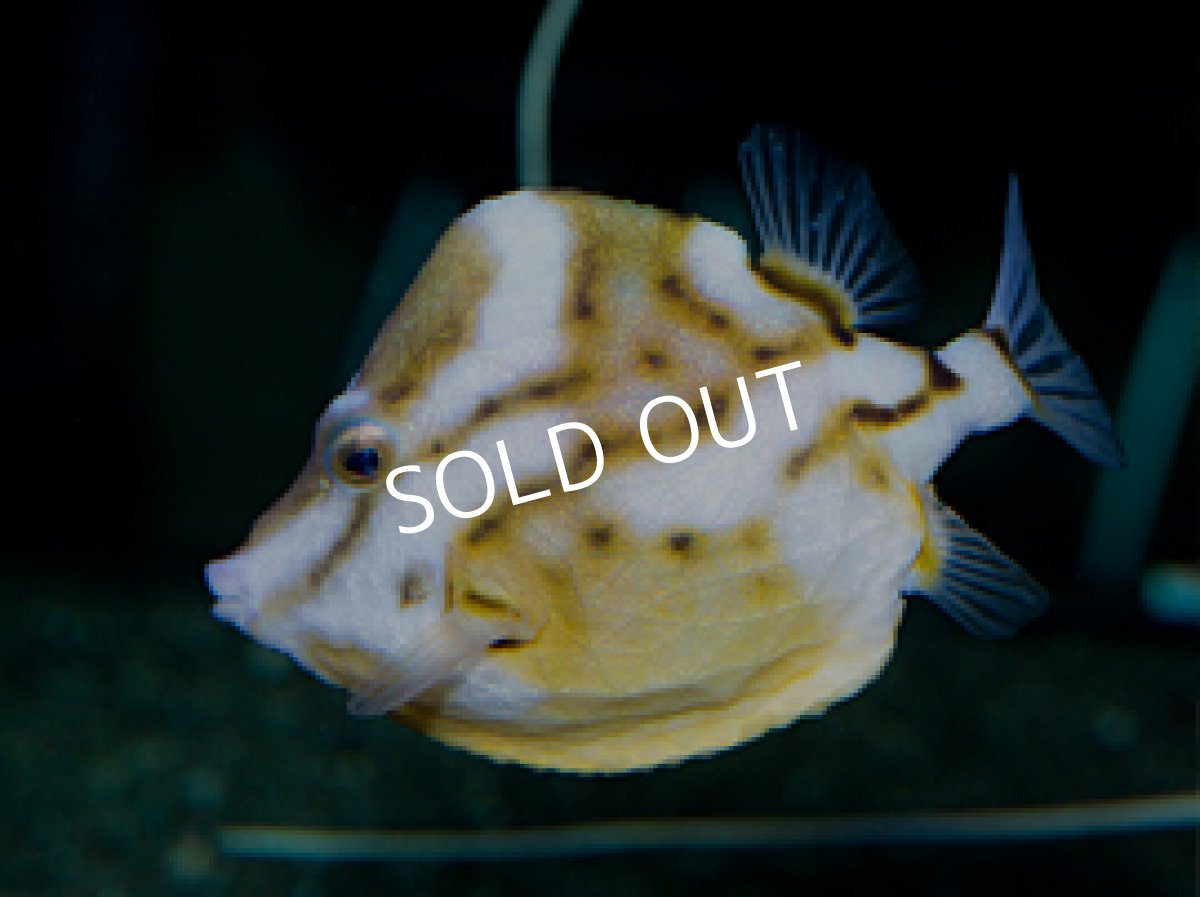 画像2: ホワイトバードボックスフィッシュ　ペア　Anoplocapros lenticularis (2)