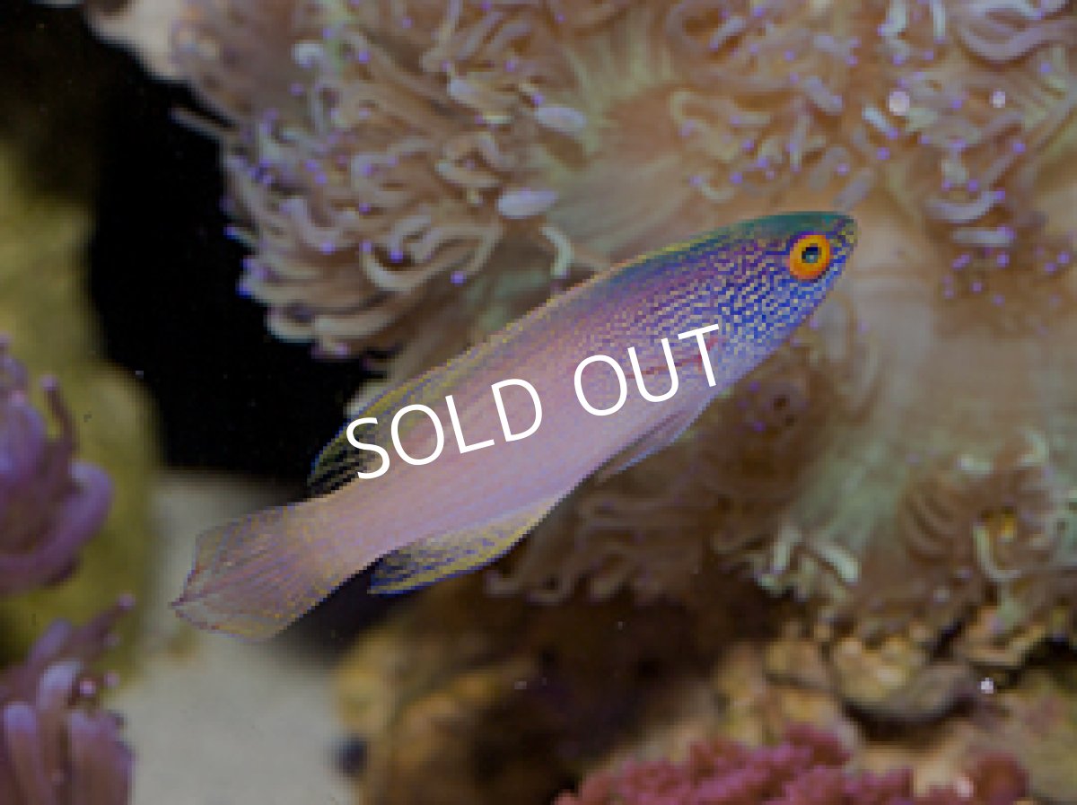 画像2: ローンボイドフェアリーラス ペア (2)