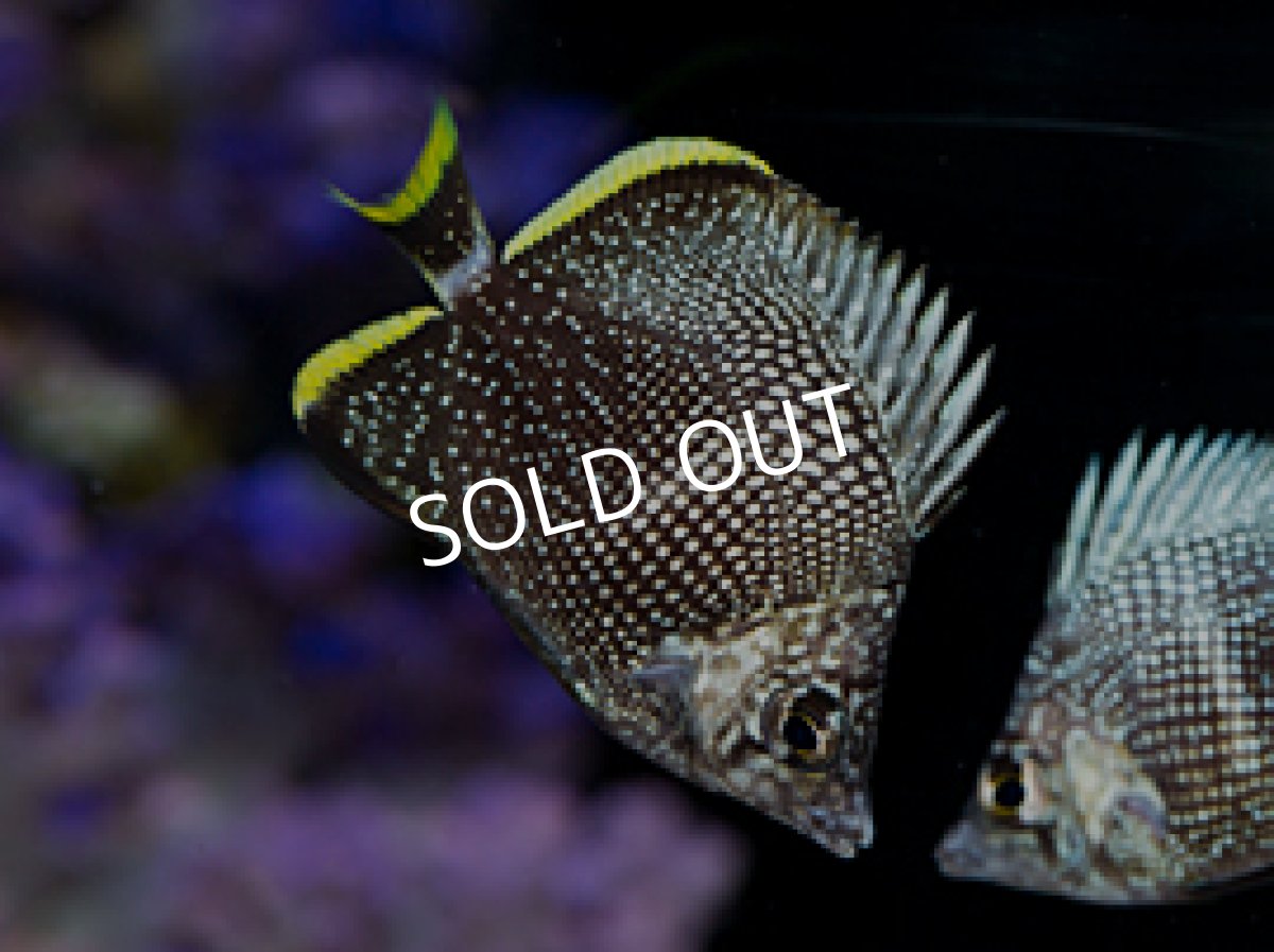 画像2: ユウゼン　幼魚 (2)