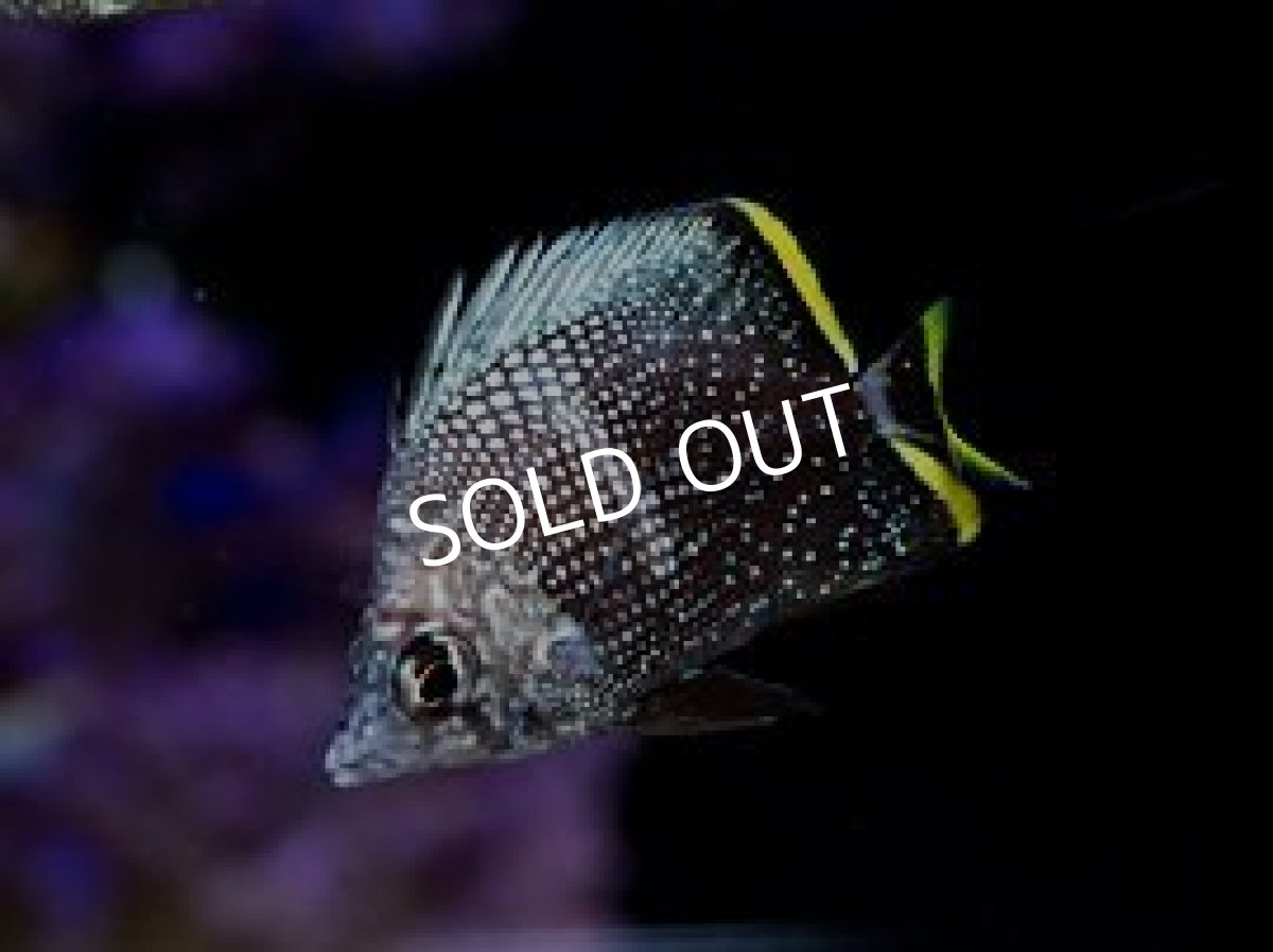 画像2: ユウゼン　幼魚 (2)