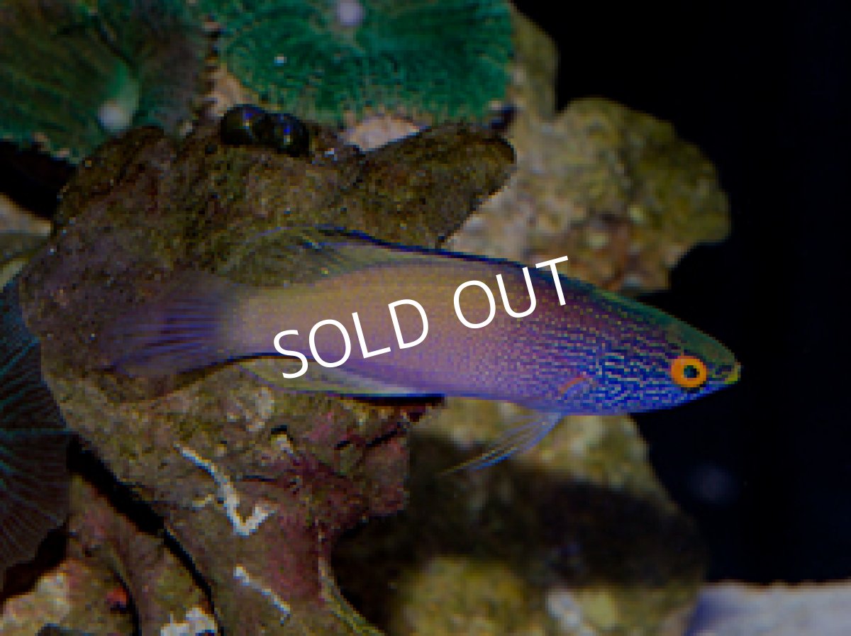 画像2: ローンボイドフェアリーラス　♂ (2)